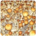 Псилоцибиновые (галлюциногенные)  грибы Psilocybin "Golden Teacher" в Александрове